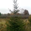 picea_abies (2)